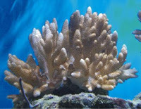 Коралловая вода: полезные свойства и вред