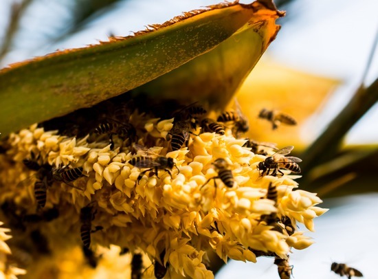 Пальмовая пыльца: полезные свойства и вред