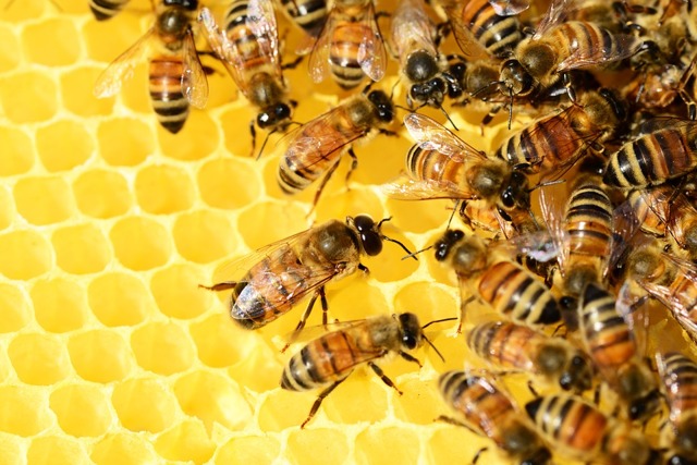 Мед — польза и вред для здоровья