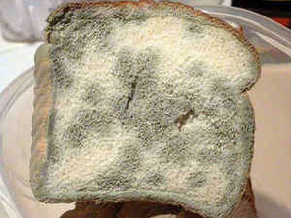 Плесень на хлебе: чем полезна и чем вредна