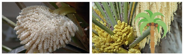 Пальмовая пыльца: полезные свойства и вред