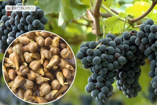 Виноградные косточки — польза и вред для здоровья