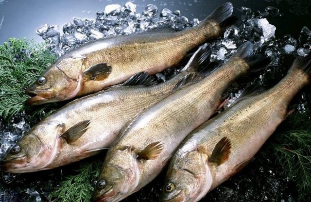Какая рыба полезнее минтай или треска?