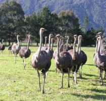 Мясо страуса — польза и возможный вред