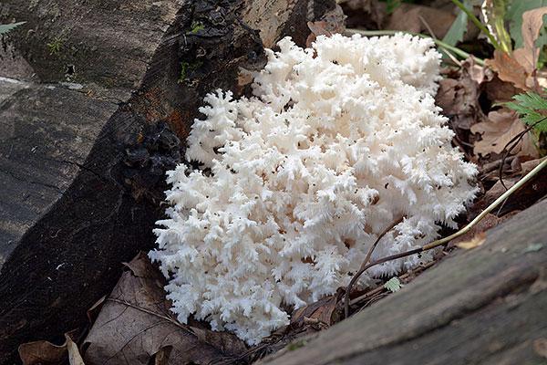 Коралловые грибы: польза и возможный вред