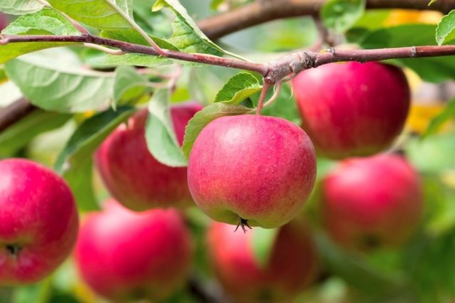 Какие яблоки полезнее и лучше печеные или свежие?