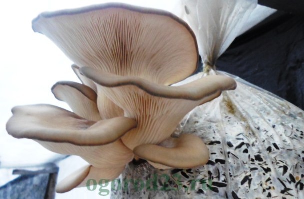 Какие грибы полезнее вешенки или шампиньоны?