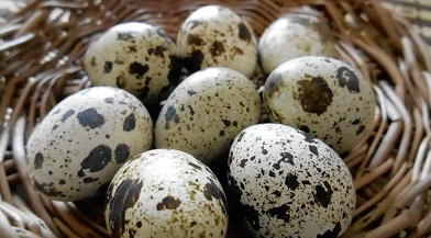 Перепелиные яйца: полезные свойства и вред