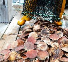 Морские гребешки — полезные свойства и вред