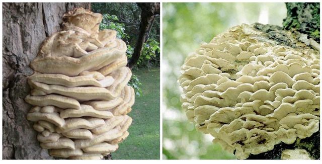 Древесные грибы — польза и вред