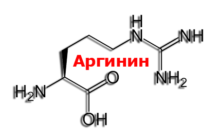 Аргинин — польза и вред для организма