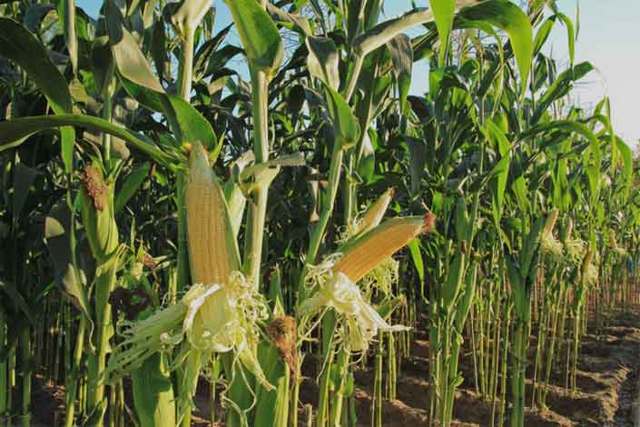 Кукуруза — польза и вред для организма
