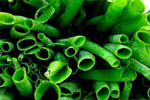 Зеленый лук: польза и вред для организма