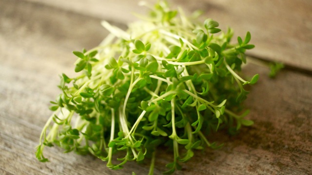 Кресс-салат: польза и вред для здоровья