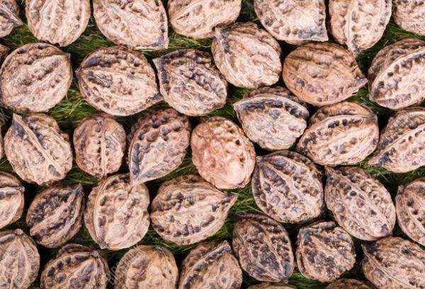 Маньчжурский орех — полезные свойства и вред