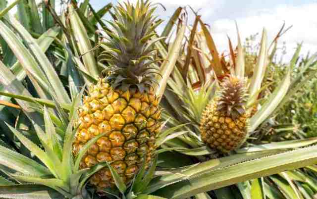 Польза и вред ананаса для здоровья человека