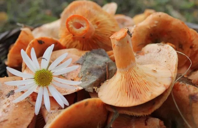 Польза и вред грибов для организма