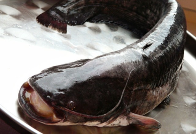 Рыба сом — польза и вред для организма