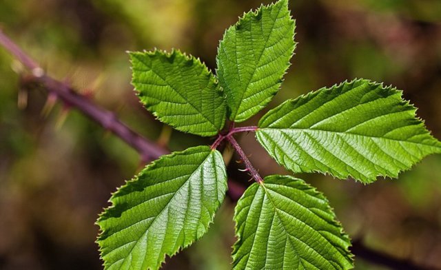 Чай из листьев ежевики: польза и вред