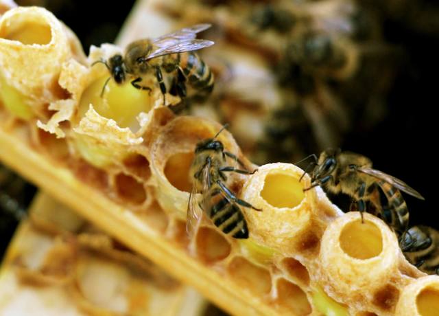 Пчелиное маточное молочко: польза и вред