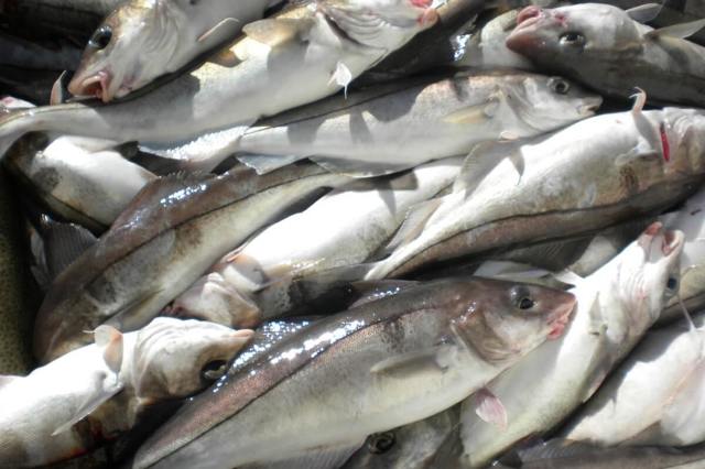Рыба пикша: полезные свойства и вред