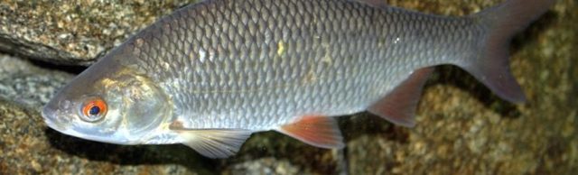 Рыба красноглазка — польза и вред