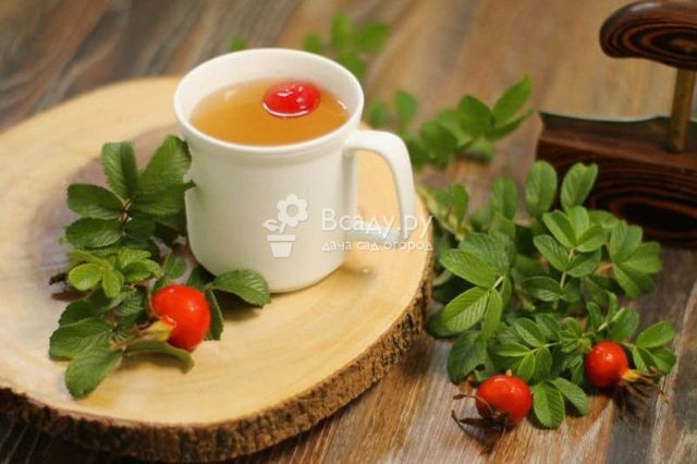 Чай из вишневых веточек: полезные свойства и вред