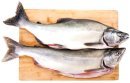 Польза и вред лосося для организма