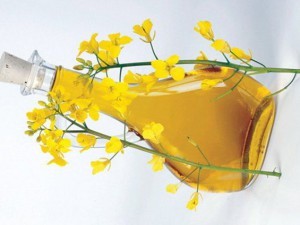 Польза и вред рапсового масла для организма