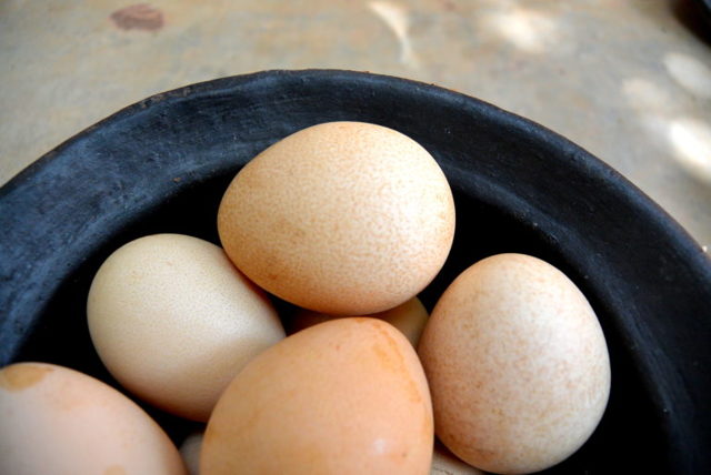 Яйца цесарки: полезный свойства и вред
