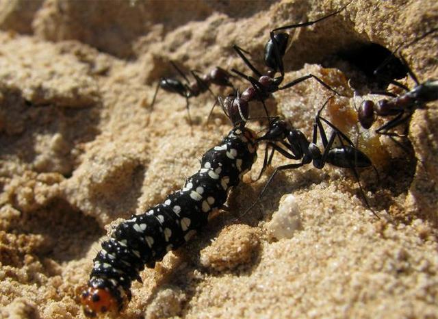 Садовые муравьи: чем полезны и возможный вред