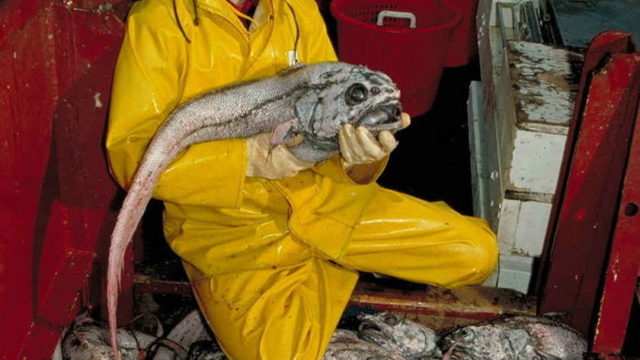 Рыба гренадер — полезные свойства и вред