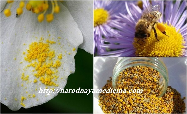 Что полезнее для здоровья пыльца или перга