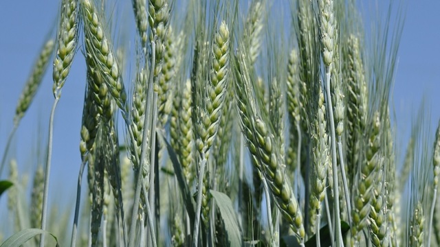 Пшеничная мука: полезные свойства и вред