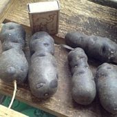 Синяя картошка — полезные свойства и вред
