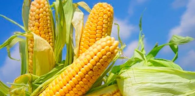 Польза и вред кукурузной каши для организма