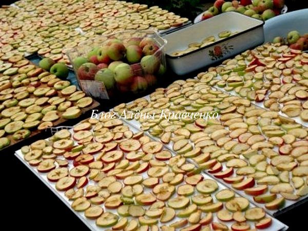 Сушеные яблоки: польза и вред для здоровья