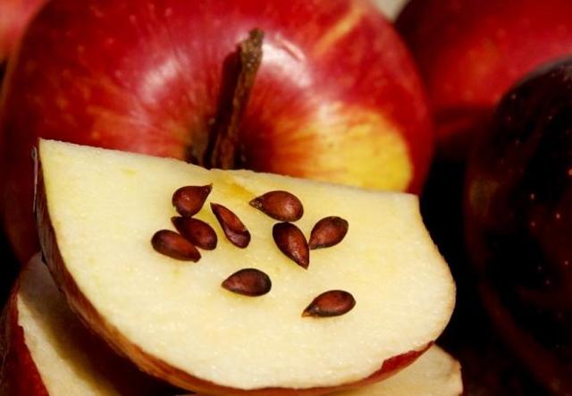 Яблочные косточки: польза и вред