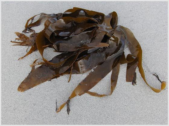 Чипсы из морской капусты — польза и вред
