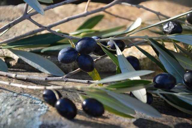 Польза и вред маслин для организма человека