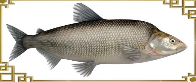 Рыба муксун — полезные свойства и вред