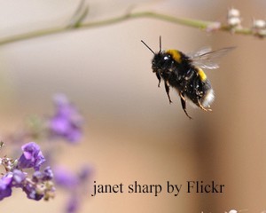 Пчелиное маточное молочко: польза и вред