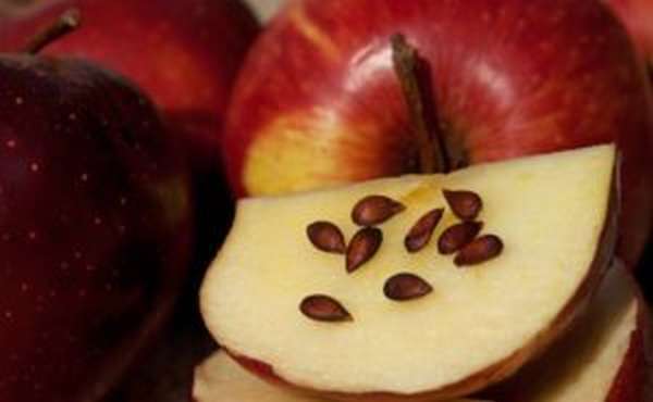 Яблочные косточки: польза и вред