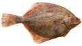 Польза и вред рыбы толстолобика