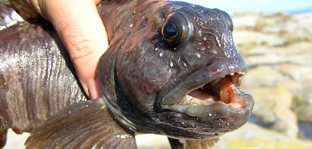 Рыба зубатка: польза и возможный вред