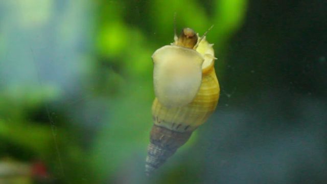 Улитка мелания в аквариуме — возможные вред или польза