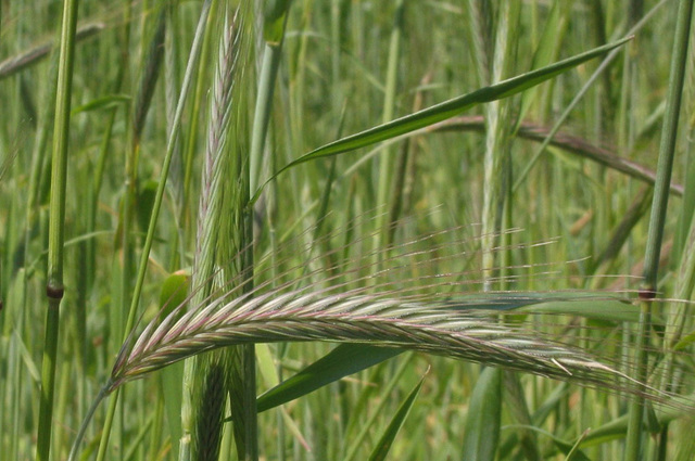 Рожь или пшеница — что более полезно?