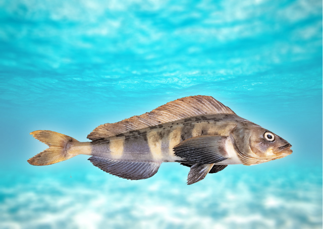 Рыба терпуг: чем полезна и чем вредна