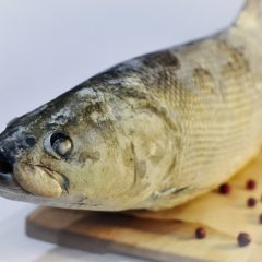 Рыба нельма — чем полезна и чем вредна