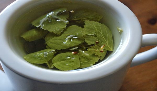 Чай из березовых листьев: польза и вред
